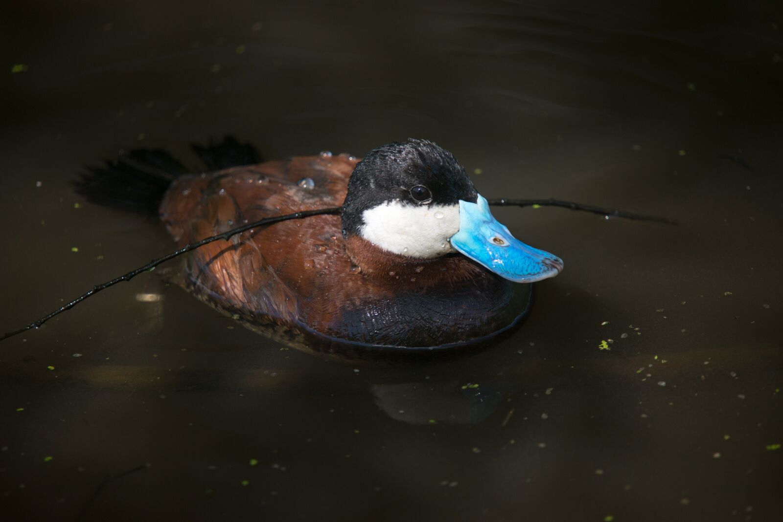 Nikon D610 sample photo. Ruddy duck, waterfowl, blue photography