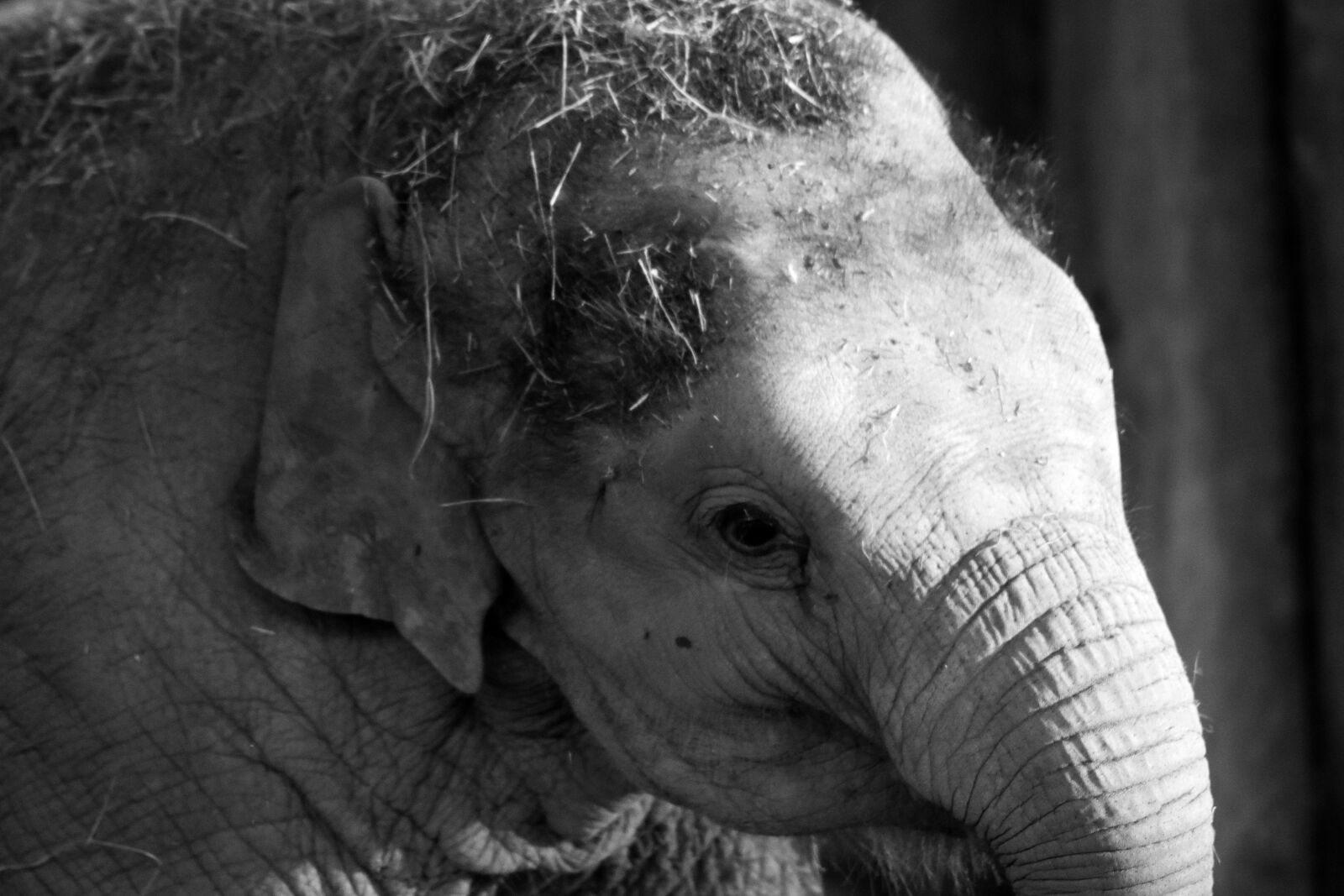Nikon D3400 sample photo. Elephant, gray, large photography