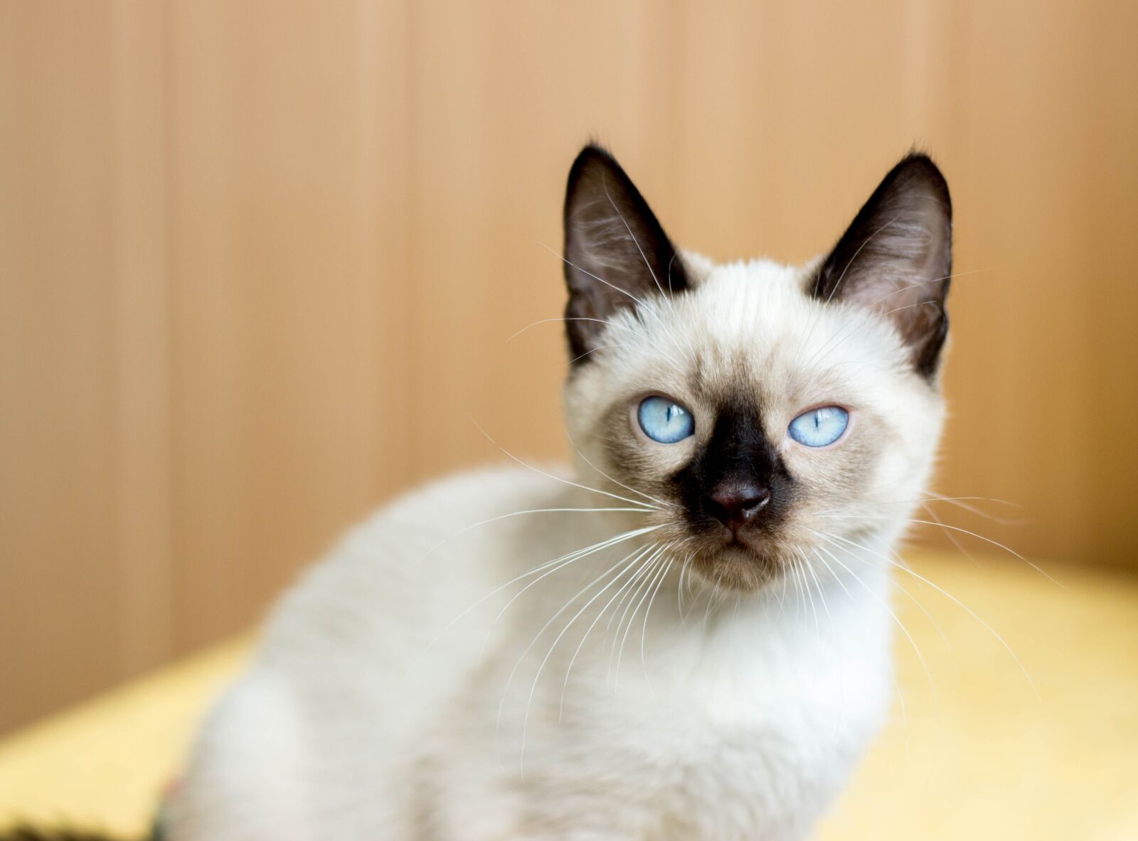 Canon EOS 600D (Rebel EOS T3i / EOS Kiss X5) + Canon EF 50mm F1.8 II sample photo. Kitten, blue eyes, animals photography