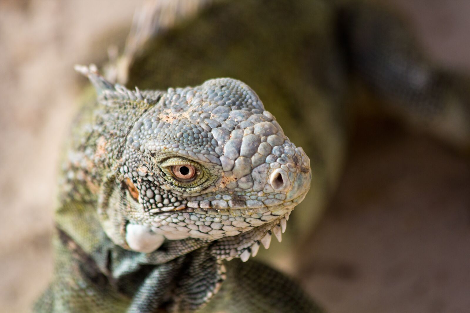Canon EOS 60D sample photo. Animal, iguana, curacao photography