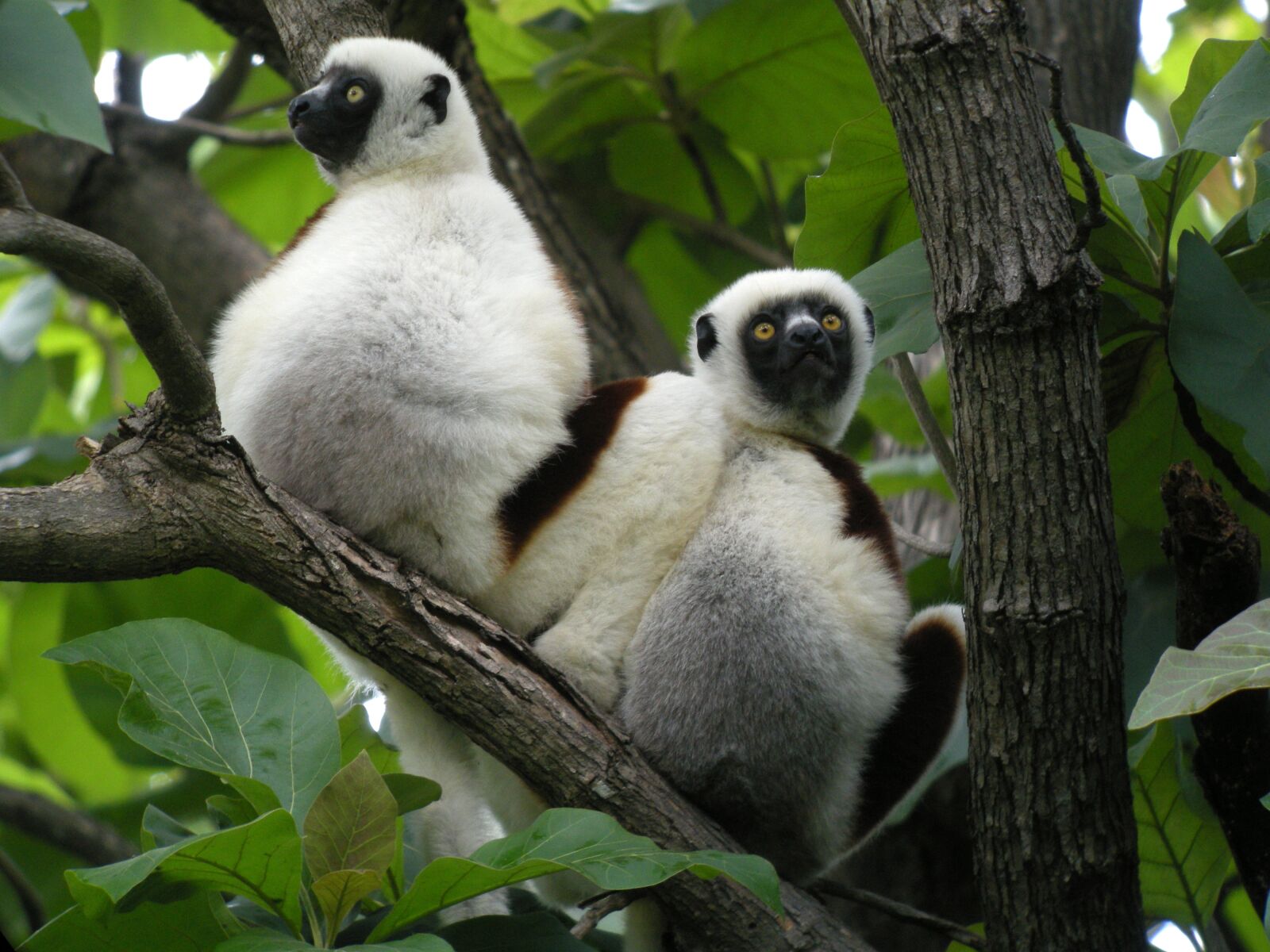 Nikon COOLPIX P5100 sample photo. Madagascar, lemurs, nature photography
