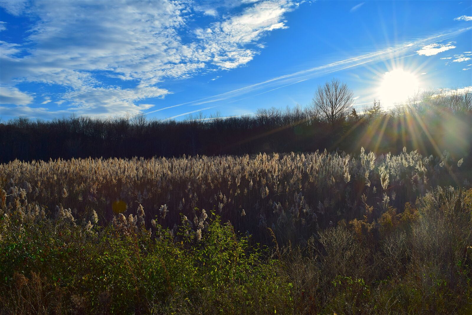Nikon D3300 sample photo. Field, sunlight, sun photography