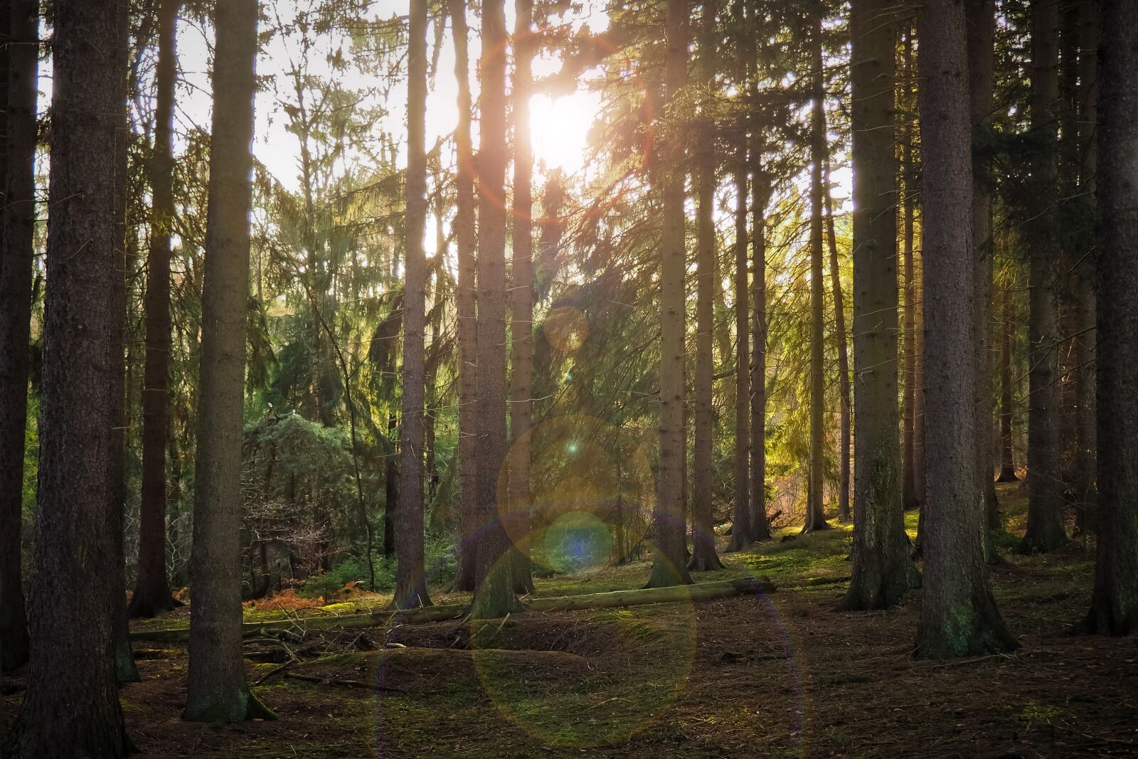 Olympus OM-D E-M10 sample photo. Forest, trees, nature photography