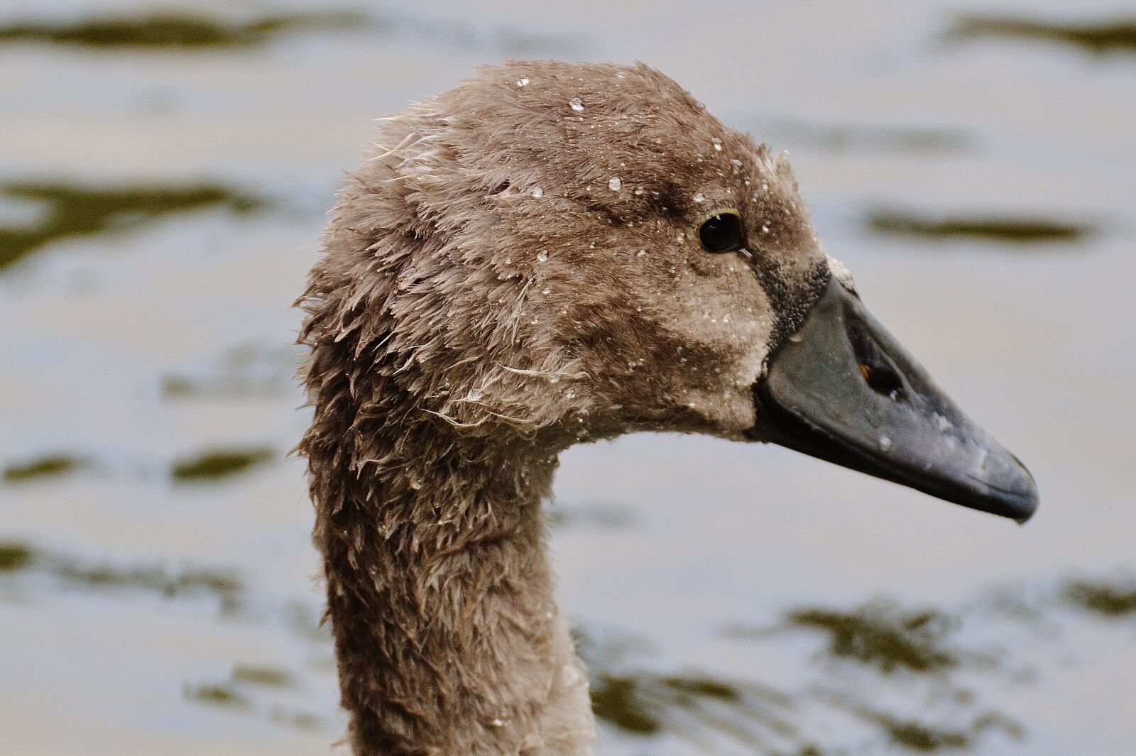 Nikon D3200 sample photo. Swan, young animal, bird photography