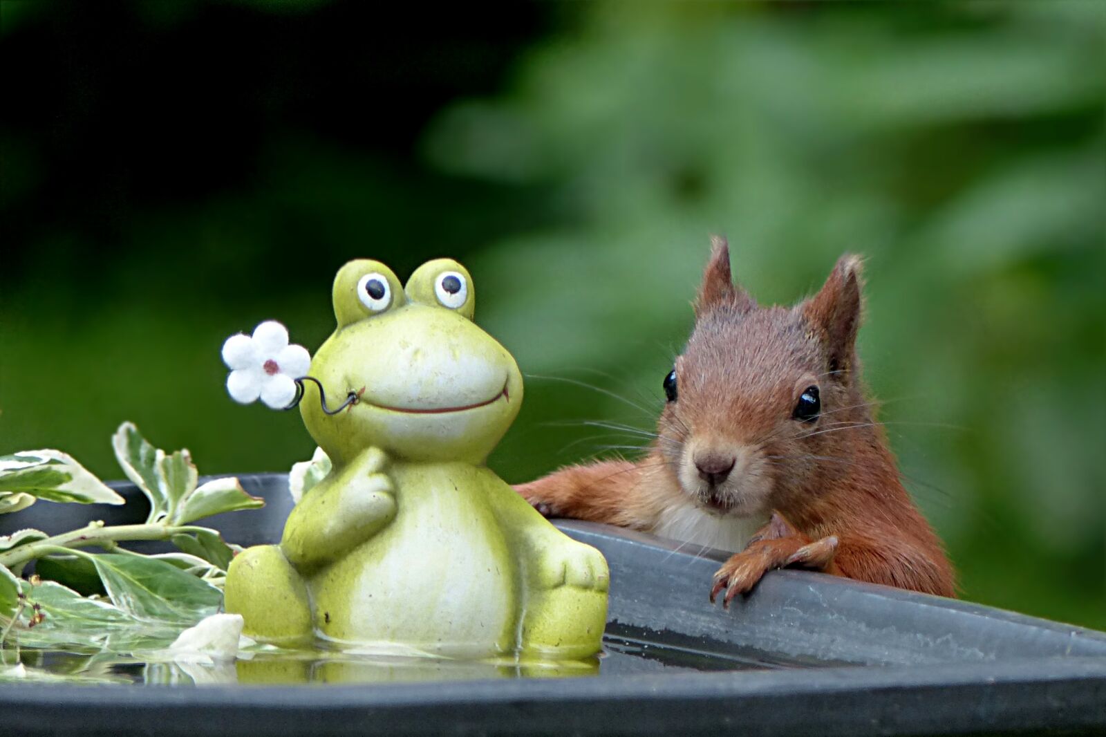Panasonic Lumix DMC-FZ200 sample photo. Animal, rodent, squirrel photography