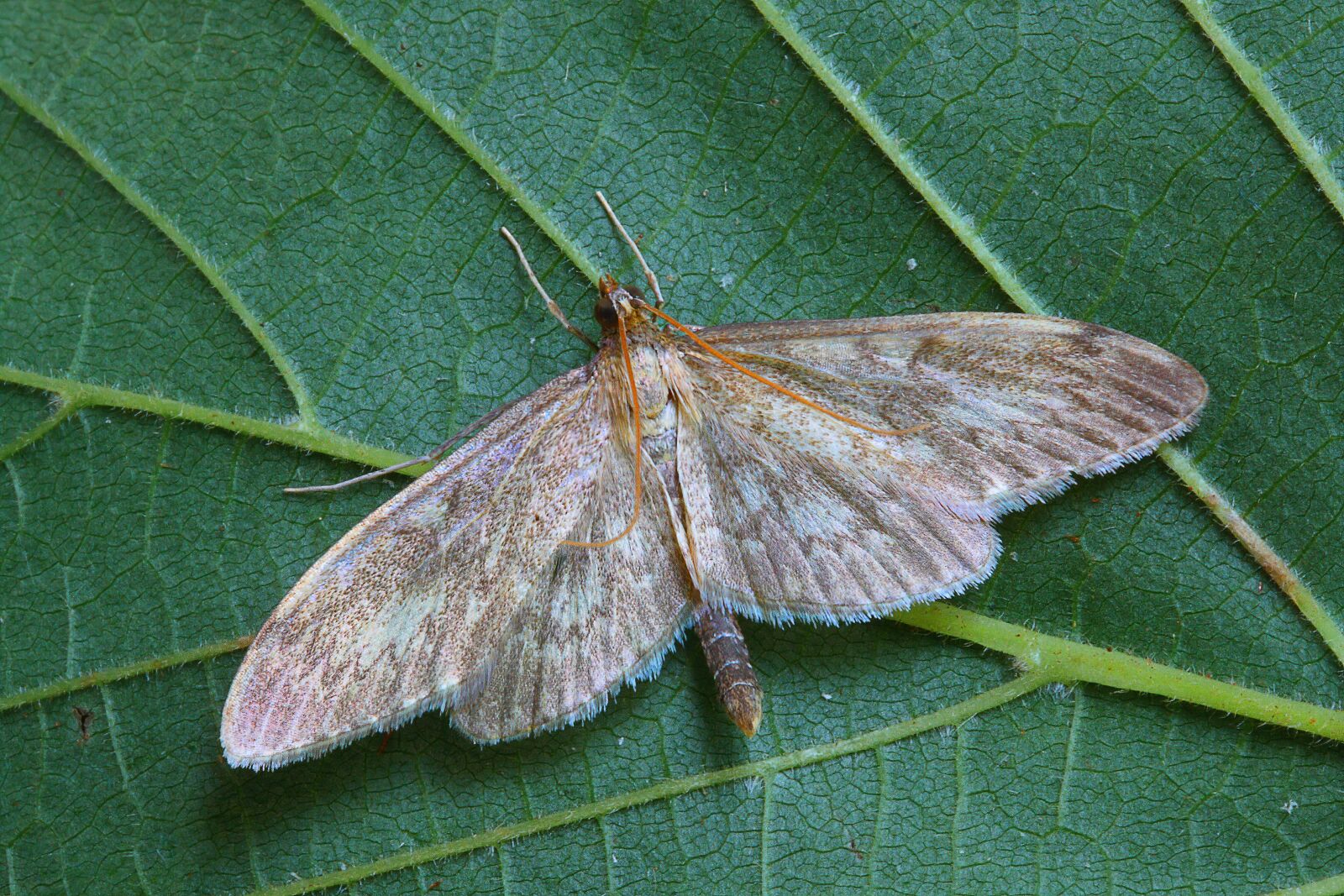 Canon EOS 400D (EOS Digital Rebel XTi / EOS Kiss Digital X) sample photo. Long-winged pearl, moth, pyralid photography