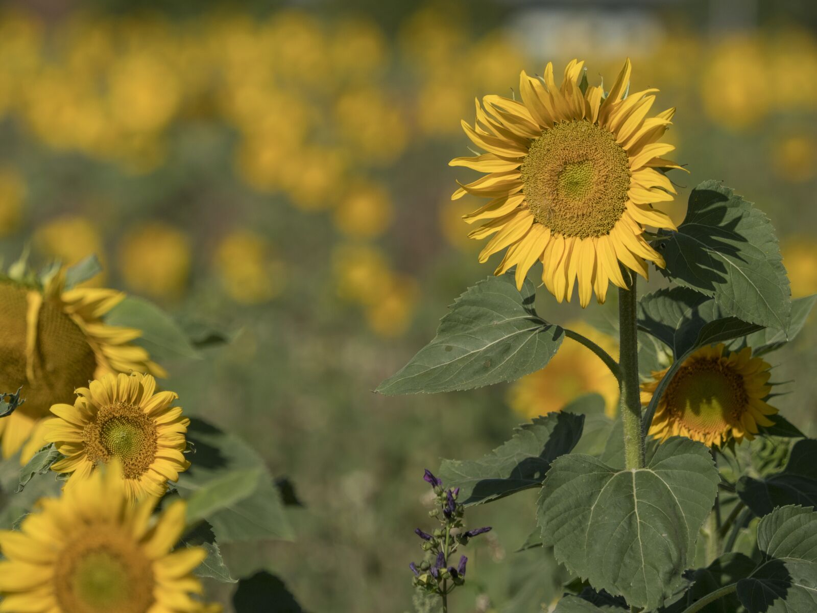 Panasonic Lumix DMC-GX8 sample photo. Sunflower, summer, color photography