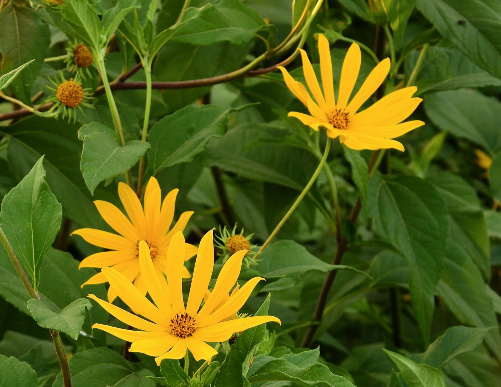 Nikon Coolpix P900 sample photo. Flowers, nature, summer photography