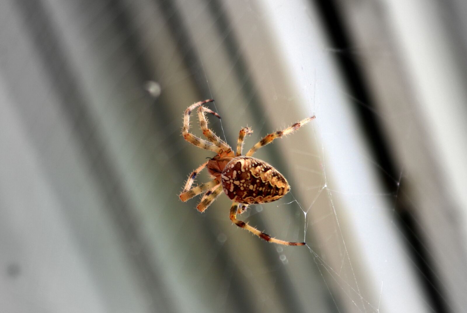 Canon EOS 750D (EOS Rebel T6i / EOS Kiss X8i) sample photo. Spider, epeira tiara, garden photography