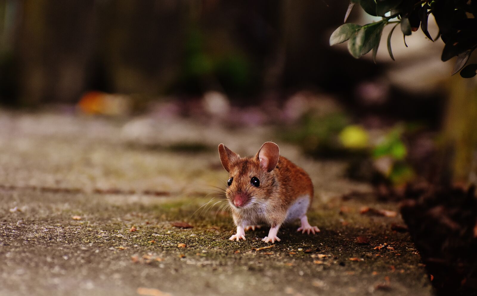 Nikon D7200 sample photo. Mouse, rodent, cute photography