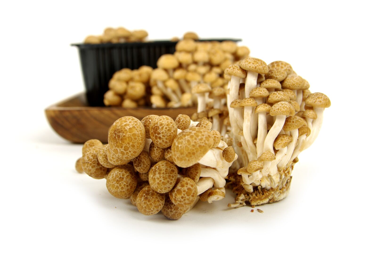 Pentax K20D sample photo. Mushroom, beech mushroom, edible photography