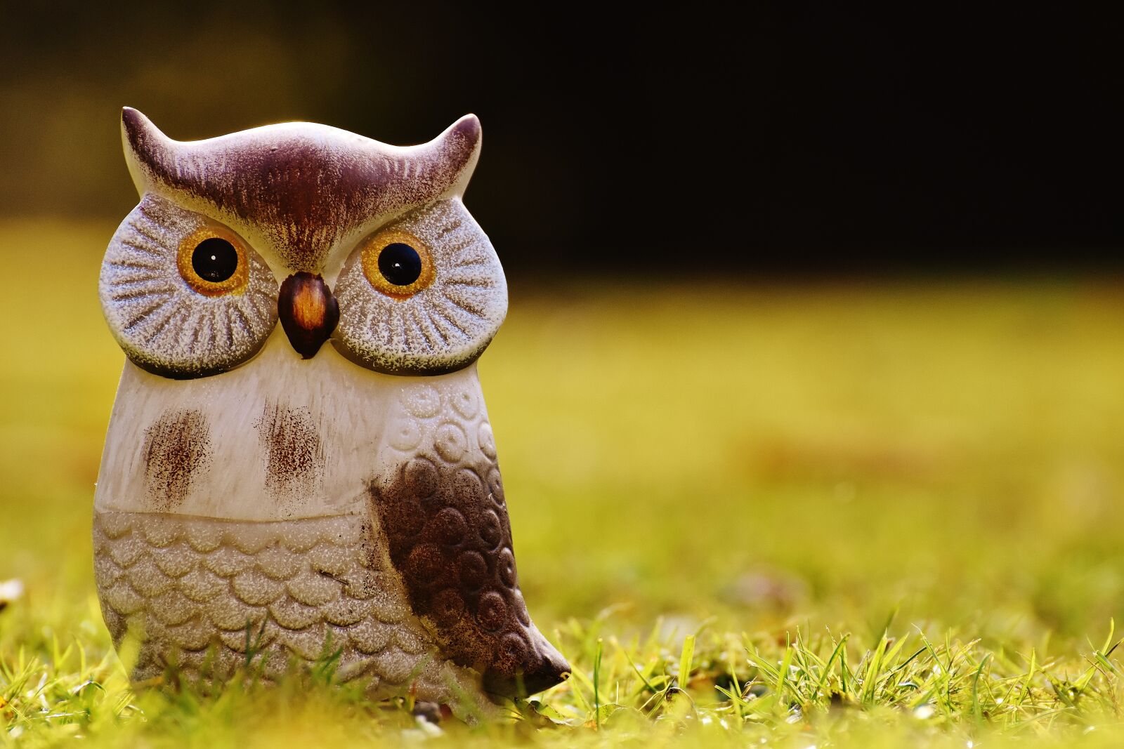 Nikon D7200 sample photo. Owl, bird, funny photography