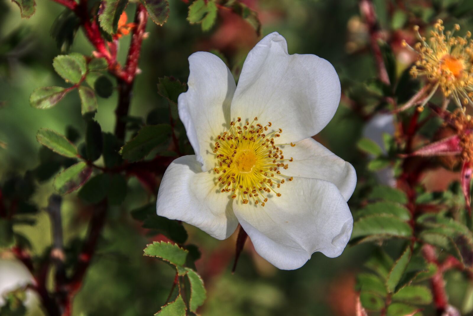 Canon EOS 80D sample photo. Flower, white, yellow photography