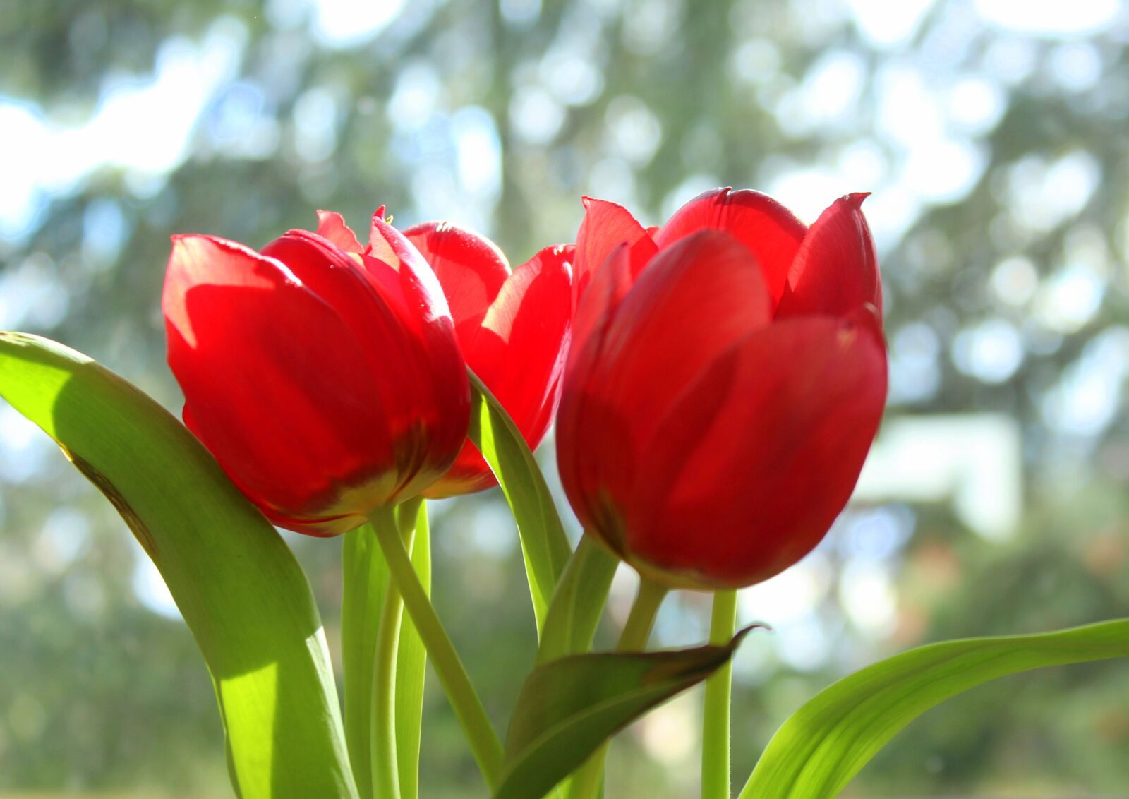 Canon EOS 1200D (EOS Rebel T5 / EOS Kiss X70 / EOS Hi) sample photo. Tulips, tulip, red photography
