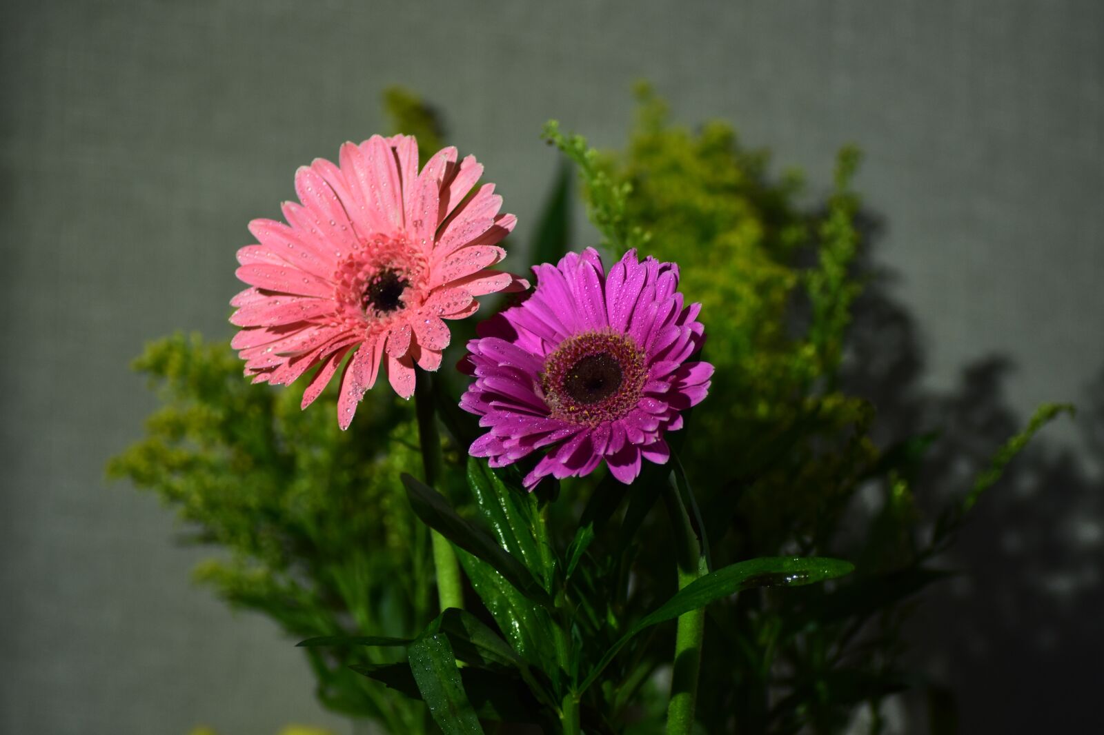 Nikon D5500 sample photo. Flower, purple, beautiful photography