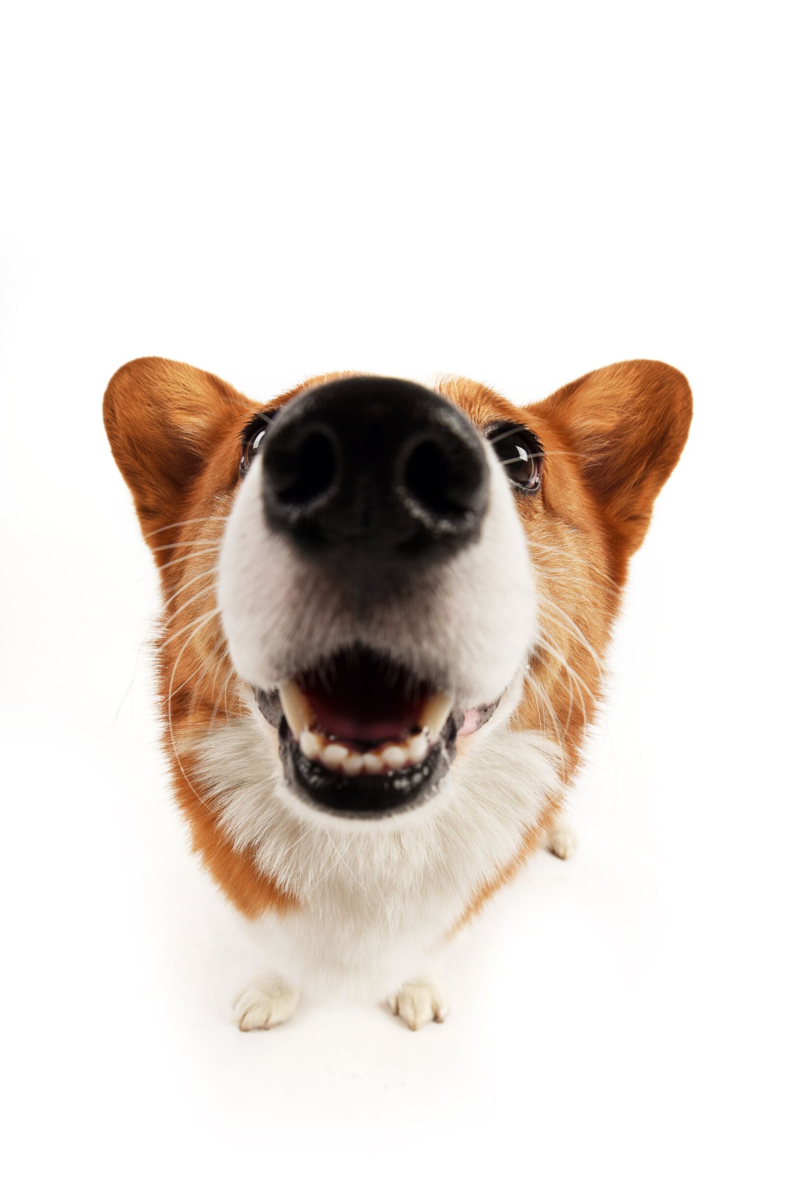 Nikon D750 sample photo. Pets, dog photography