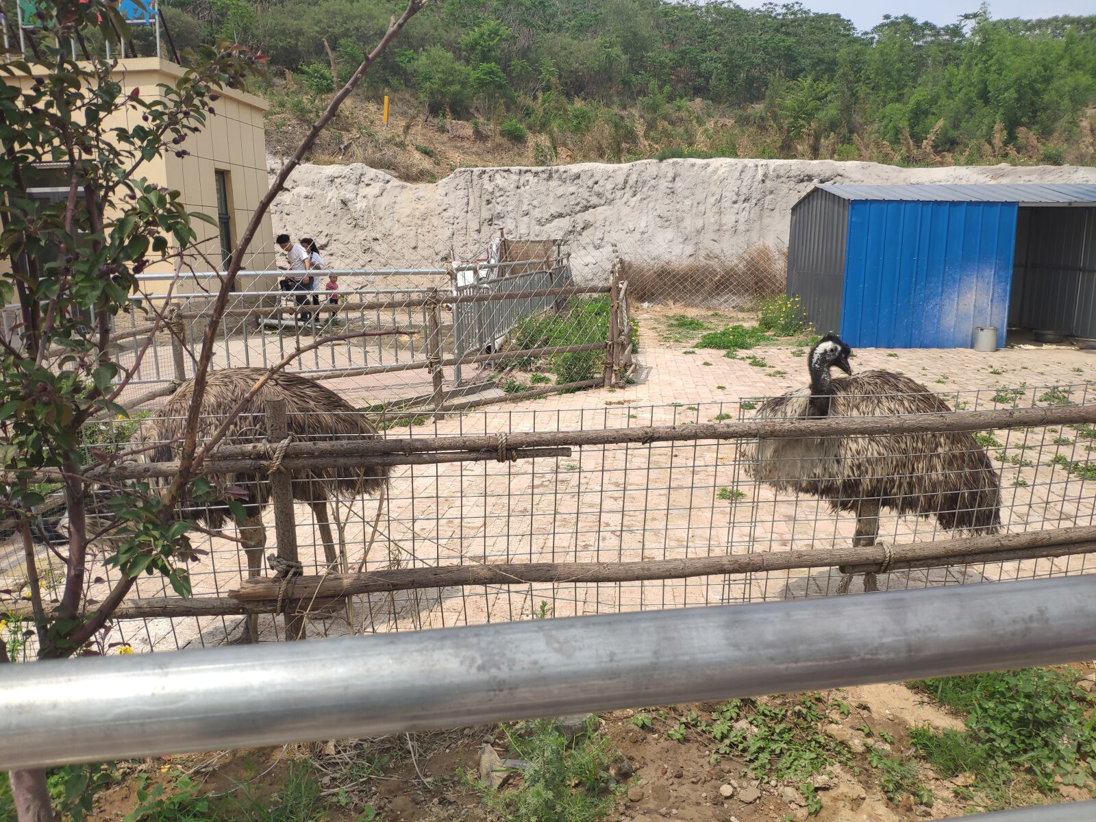 Xiaomi MI 8 sample photo. The ostrich, zoo, summer photography