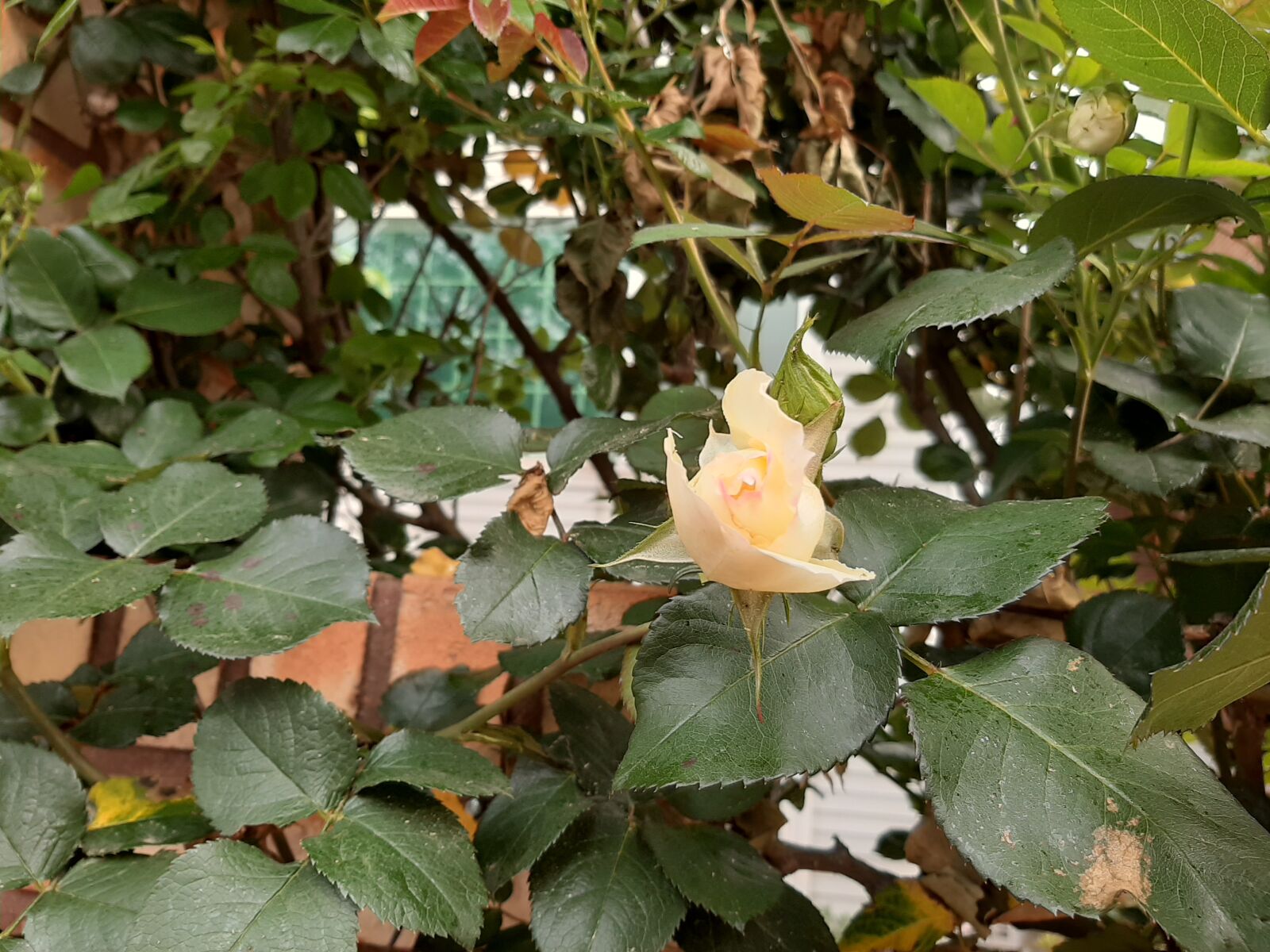 Samsung Galaxy A50 sample photo. Rose, yellow roses, elegant photography