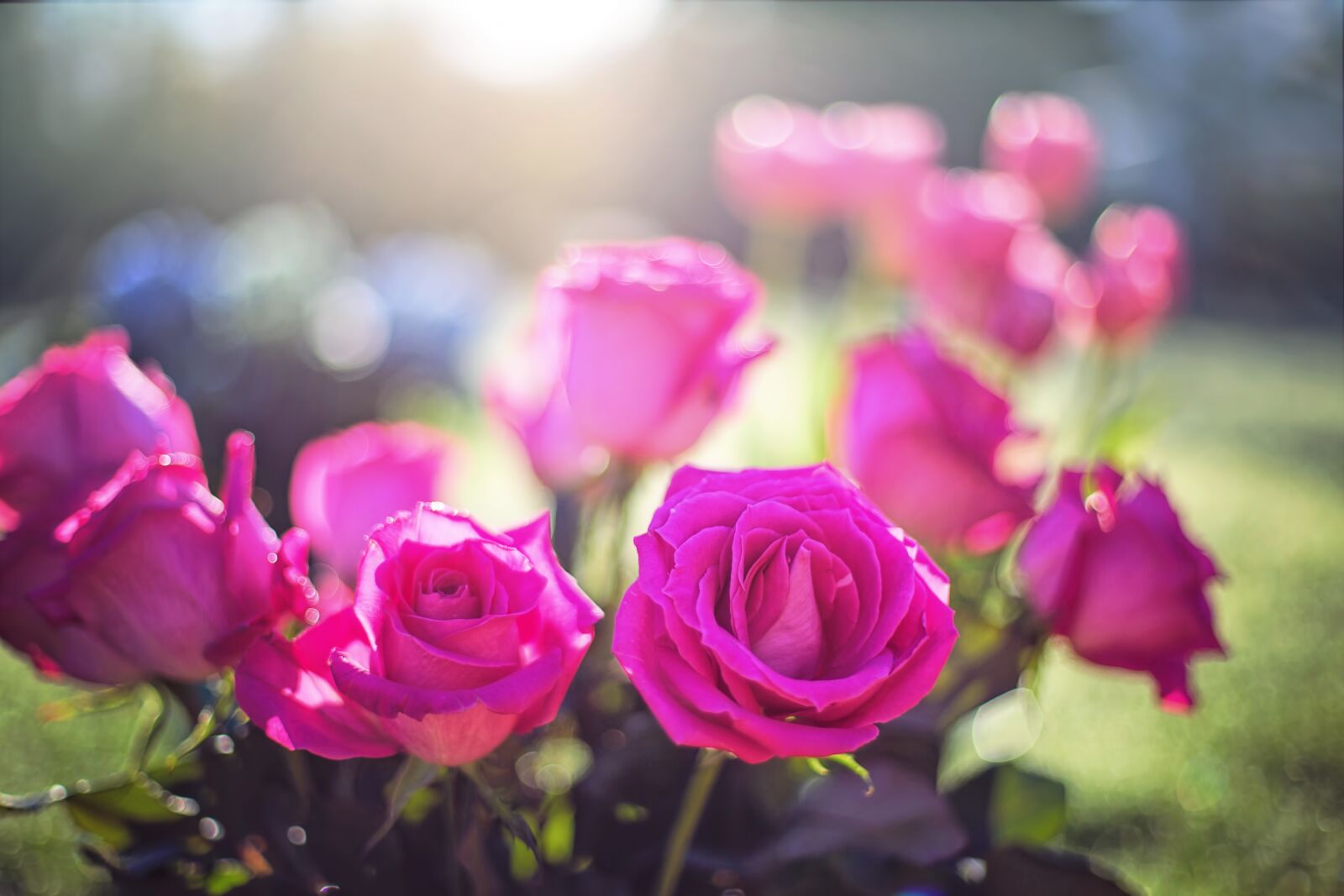 Canon EF 50mm F1.4 USM sample photo. Roses, pink, flowers photography