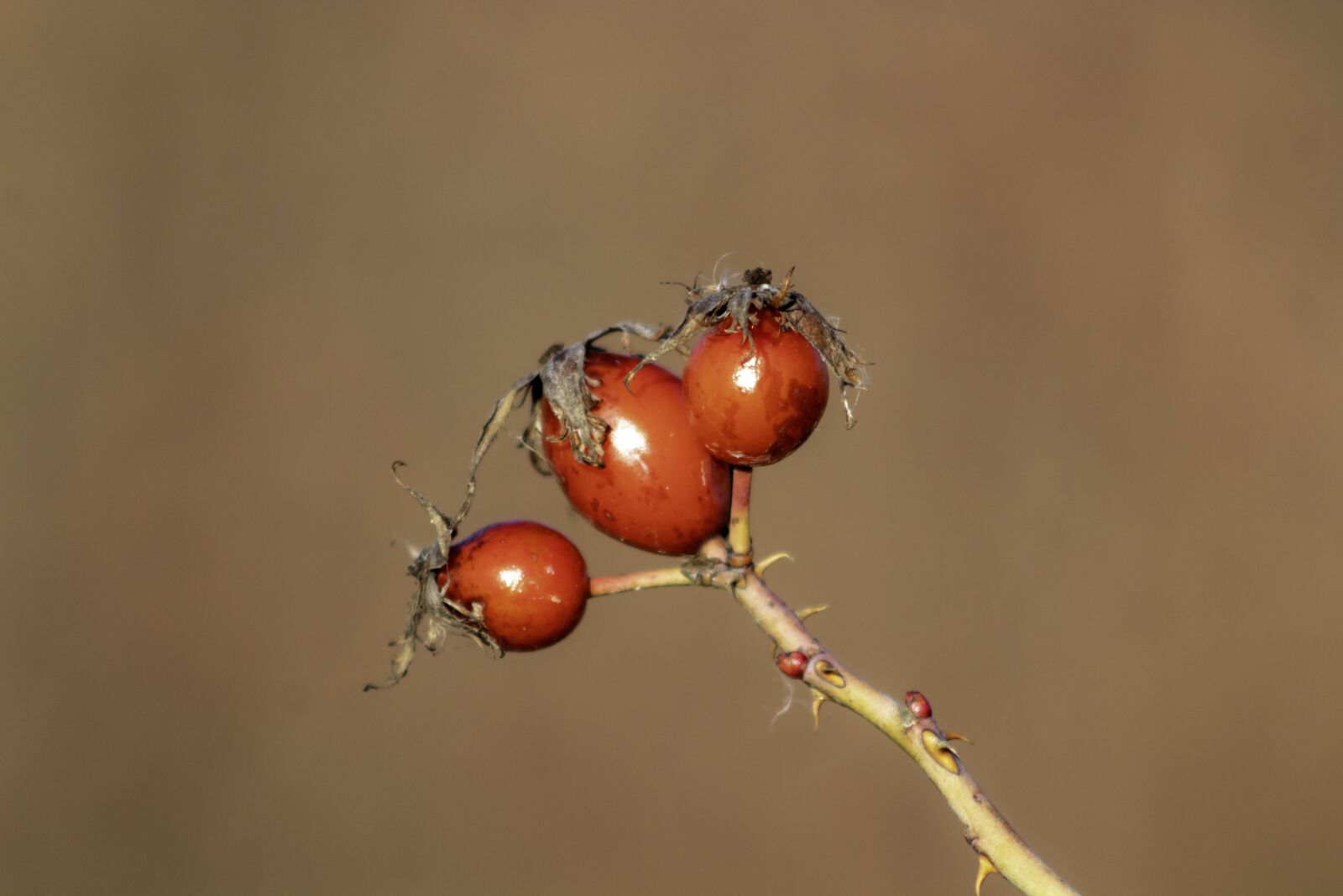 Canon EF75-300mm f/4-5.6 sample photo. Wildflower, rosehips, brian photography