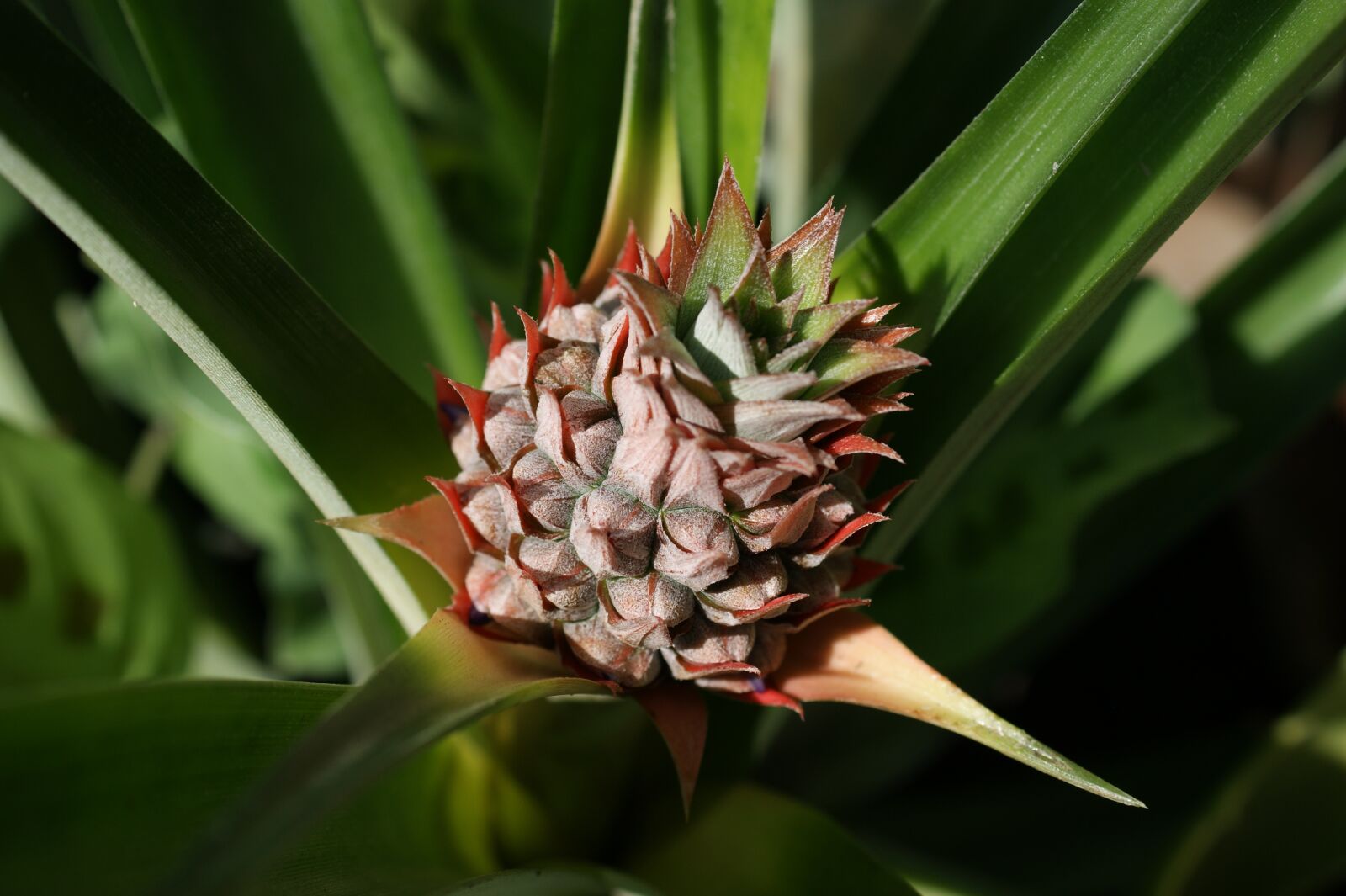 Sony Alpha DSLR-A390 sample photo. Flora, florez, nature photography