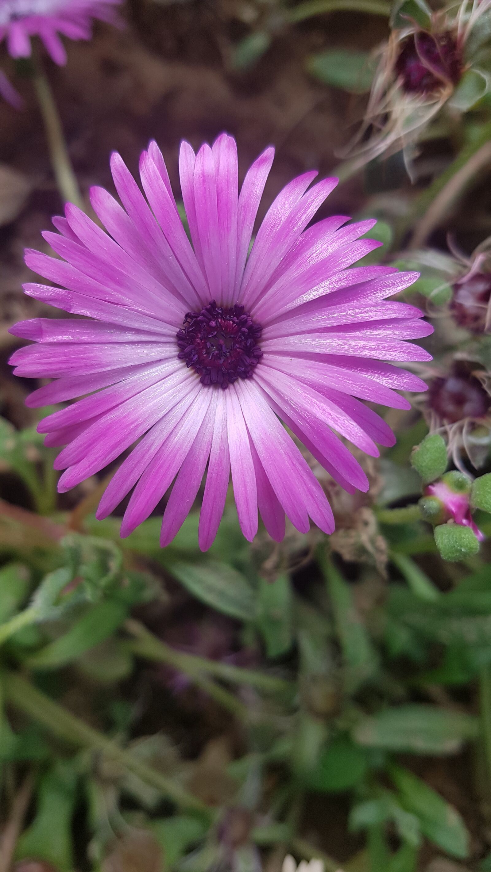 Samsung Galaxy S7 sample photo. Purple, flower, bloom photography