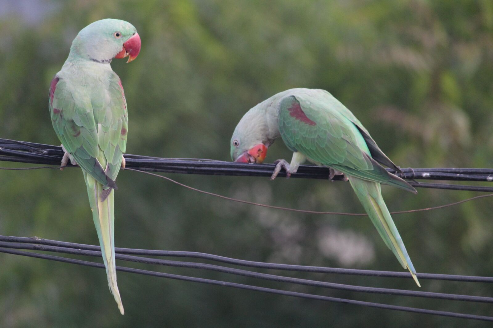 Canon EOS 1200D (EOS Rebel T5 / EOS Kiss X70 / EOS Hi) sample photo. Parrot, parakeet, indian ringneck photography