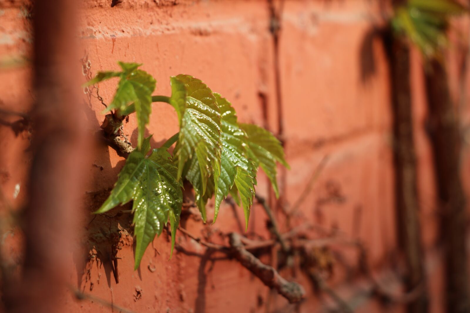 Canon EOS 760D (EOS Rebel T6s / EOS 8000D) sample photo. Green, red wall, deadwood photography