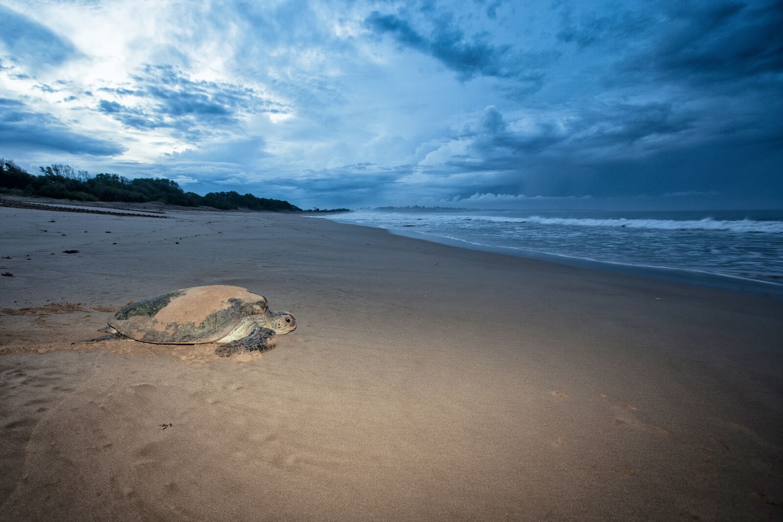 Canon EOS 5D sample photo. Turtle, mydas females, the photography