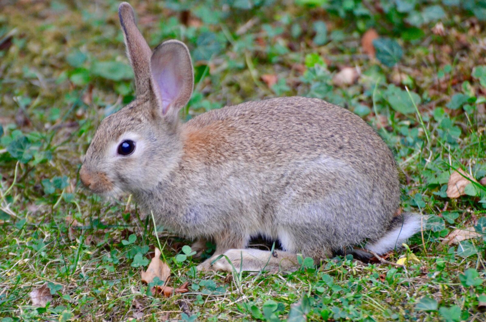 Nikon D5100 sample photo. Rabbit, animal, nature photography