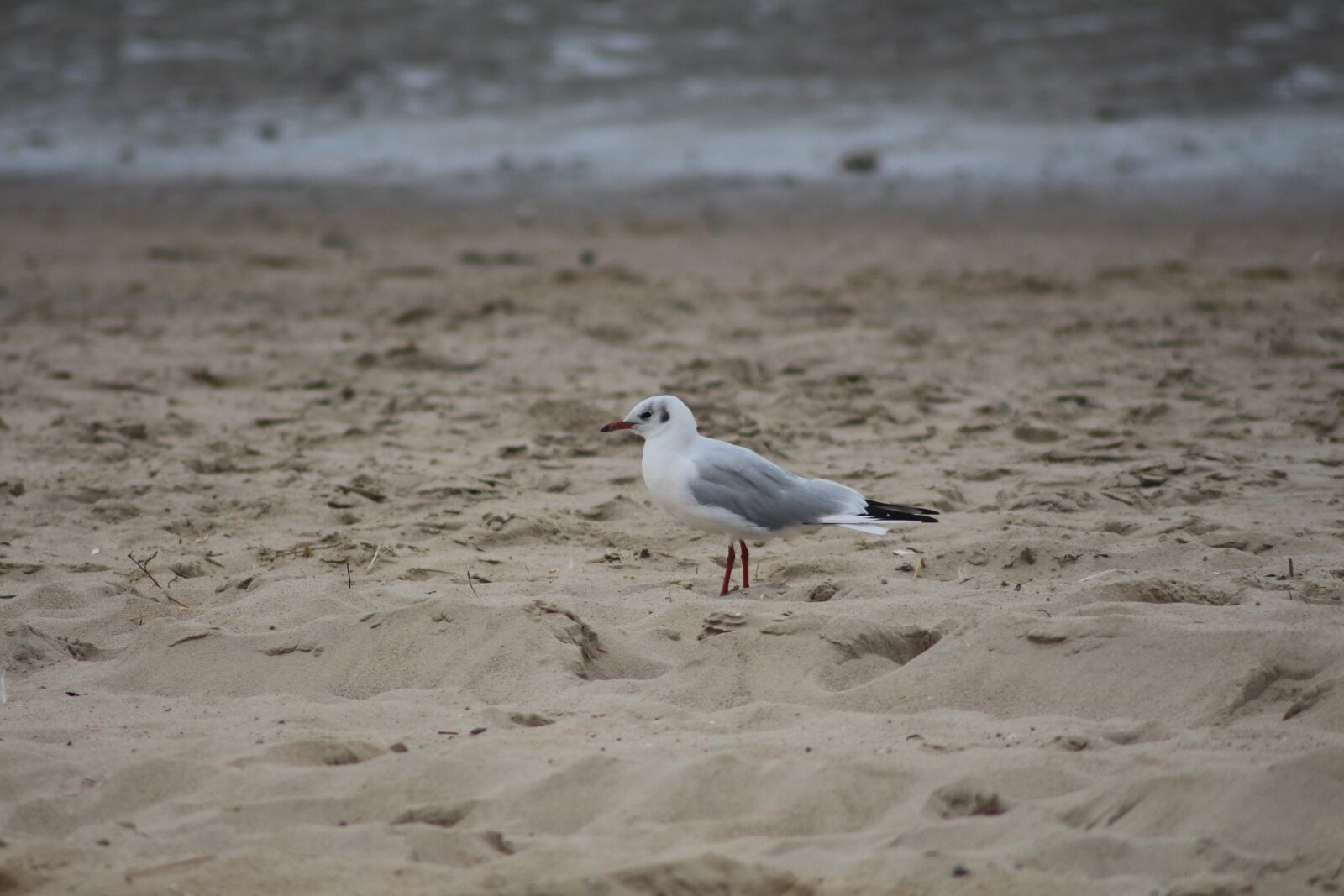 Canon EOS 700D (EOS Rebel T5i / EOS Kiss X7i) sample photo. Animals, wild bird, flying photography