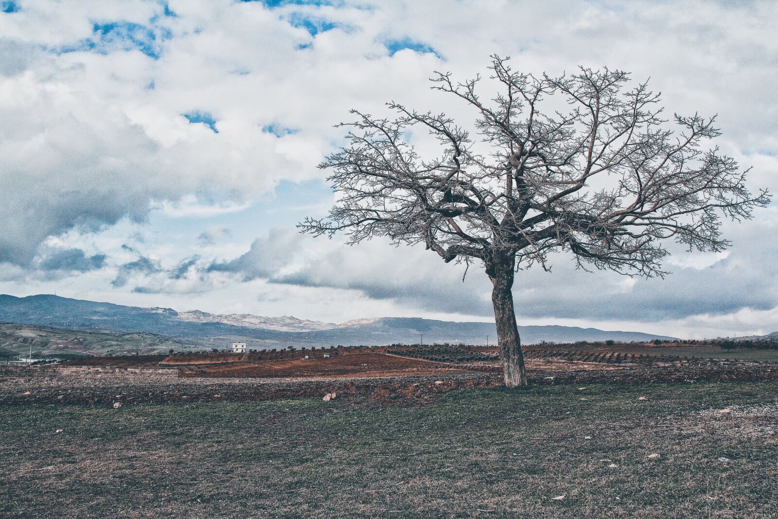 Canon EOS 7D sample photo. Tree, nature, landscape photography