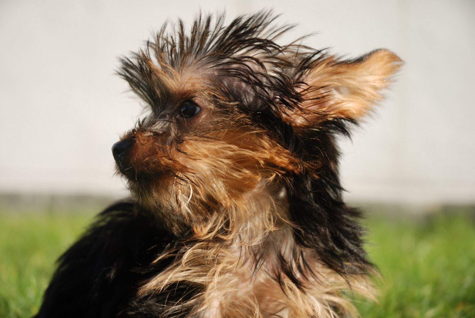 Nikon D80 sample photo. Dog, yorkshire terrier, looking photography