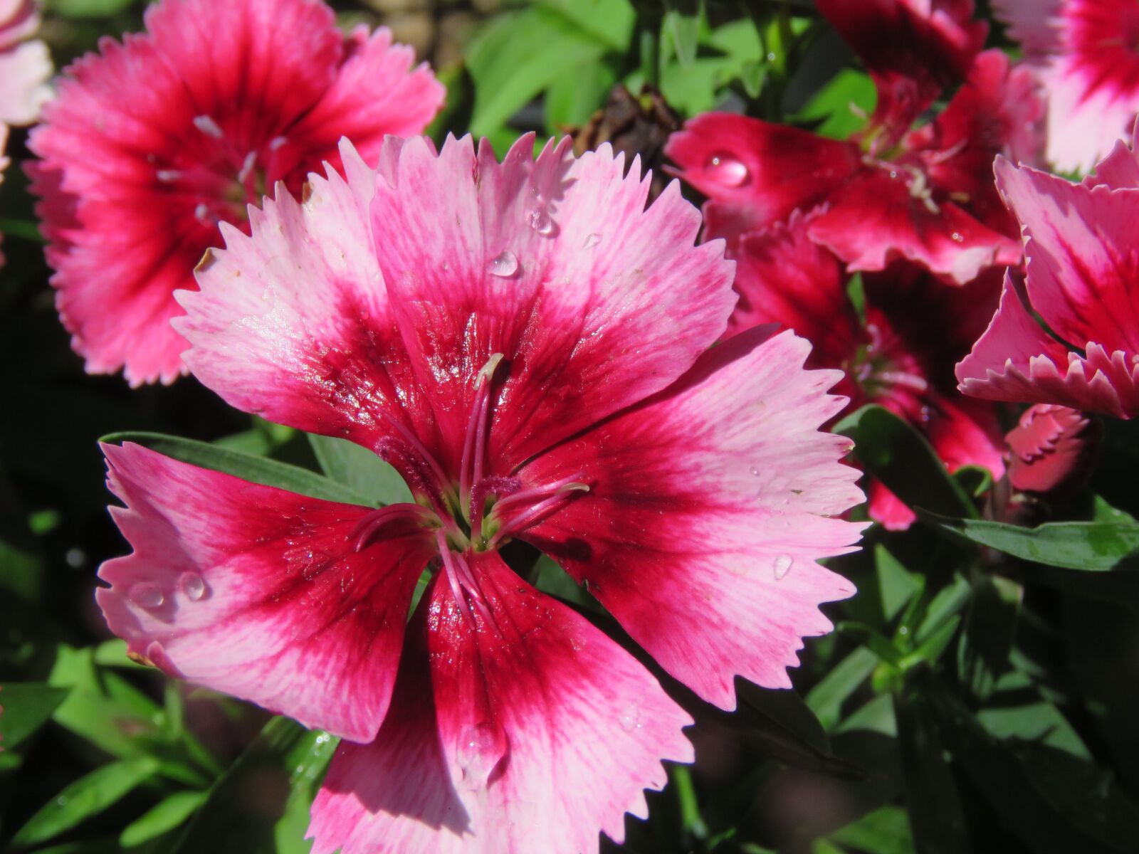Canon PowerShot SX60 HS sample photo. Flower, red and pink photography
