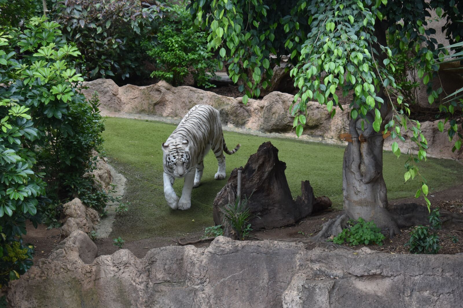Nikon D3400 sample photo. Tiger, canarias, tenerife photography