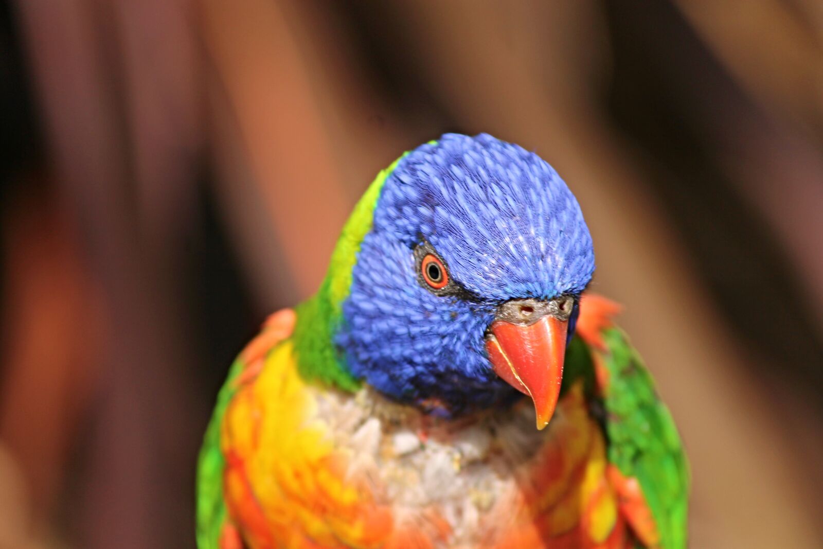 Canon EOS 1100D (EOS Rebel T3 / EOS Kiss X50) sample photo. Parrot, lorikeet, trichoglossus rainbow photography