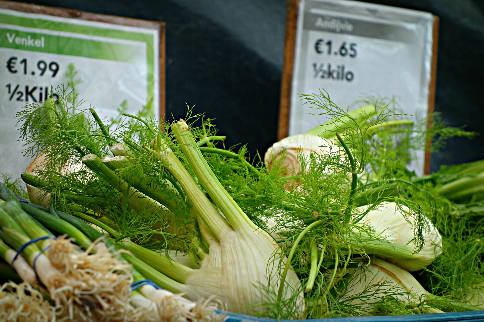 Sony Cyber-shot DSC-RX100 sample photo. Fennel, herb, foeniculum vulgare photography