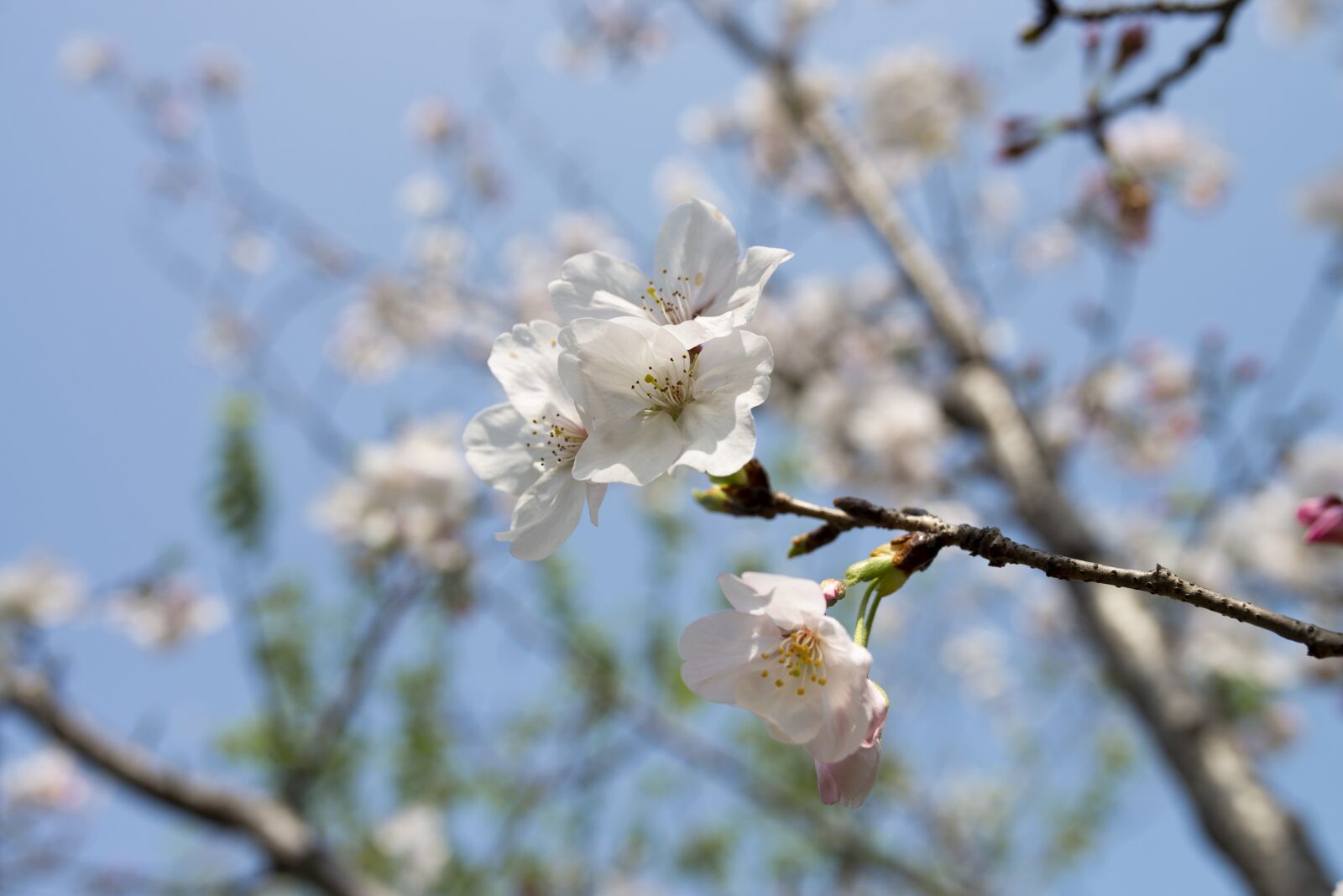 Nikon D610 sample photo. Sky, flower, peach blossom photography