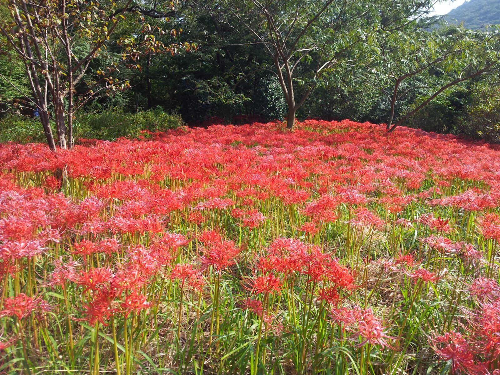 Samsung Galaxy S2 sample photo. Magic lily, 꽃무릇, 상사화 photography