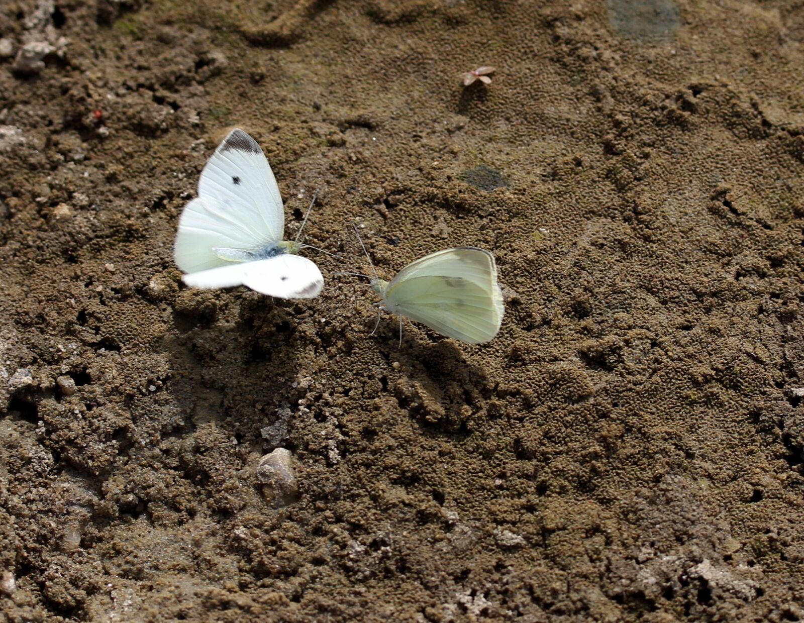 Canon EF-S 60mm F2.8 Macro USM sample photo. Butterfly, white, roi photography