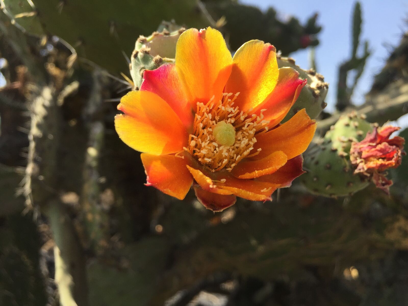 Apple iPhone 6 sample photo. Prickly pear blossom, blossom photography
