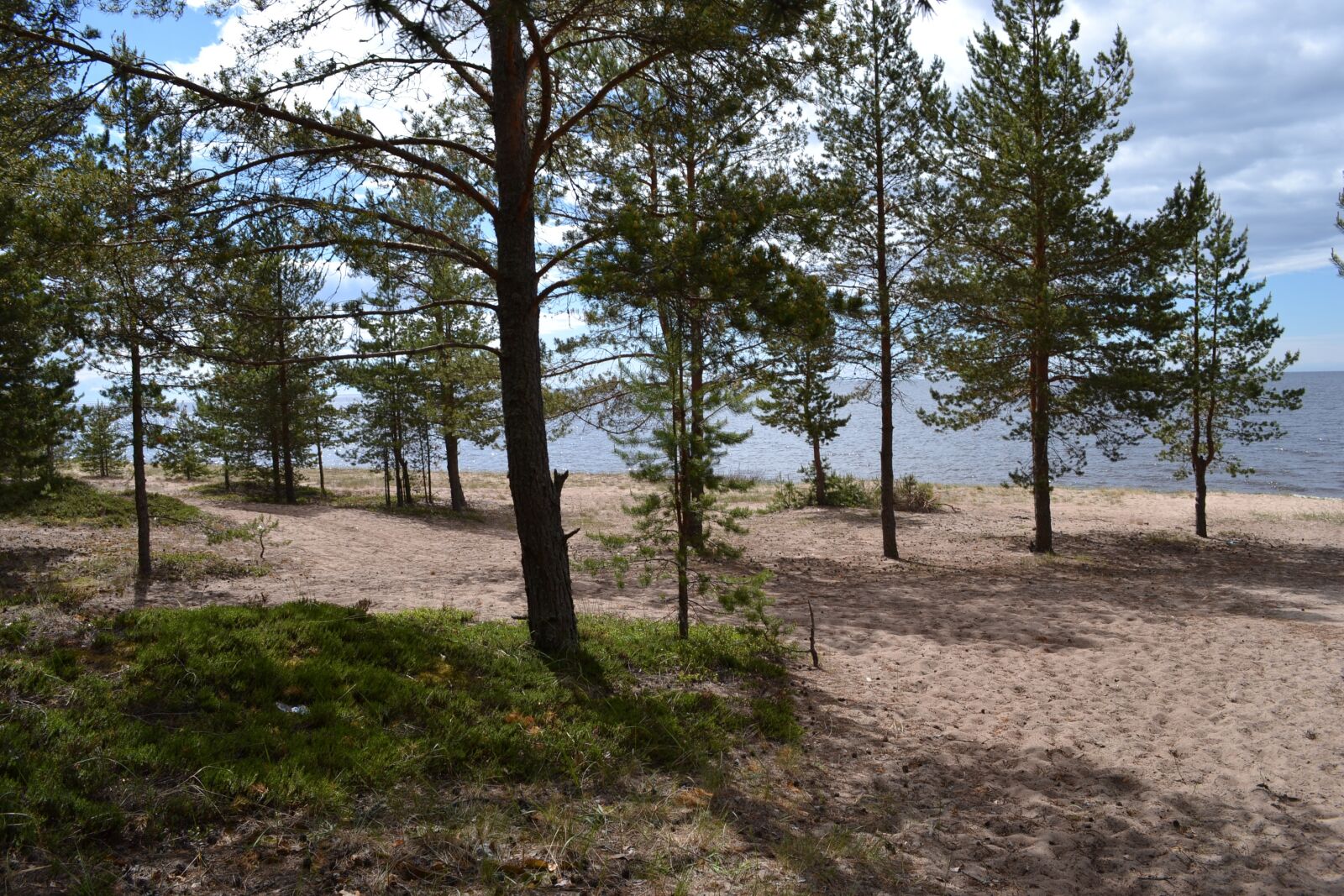 Nikon D3100 sample photo. Nature, trees, landscape photography