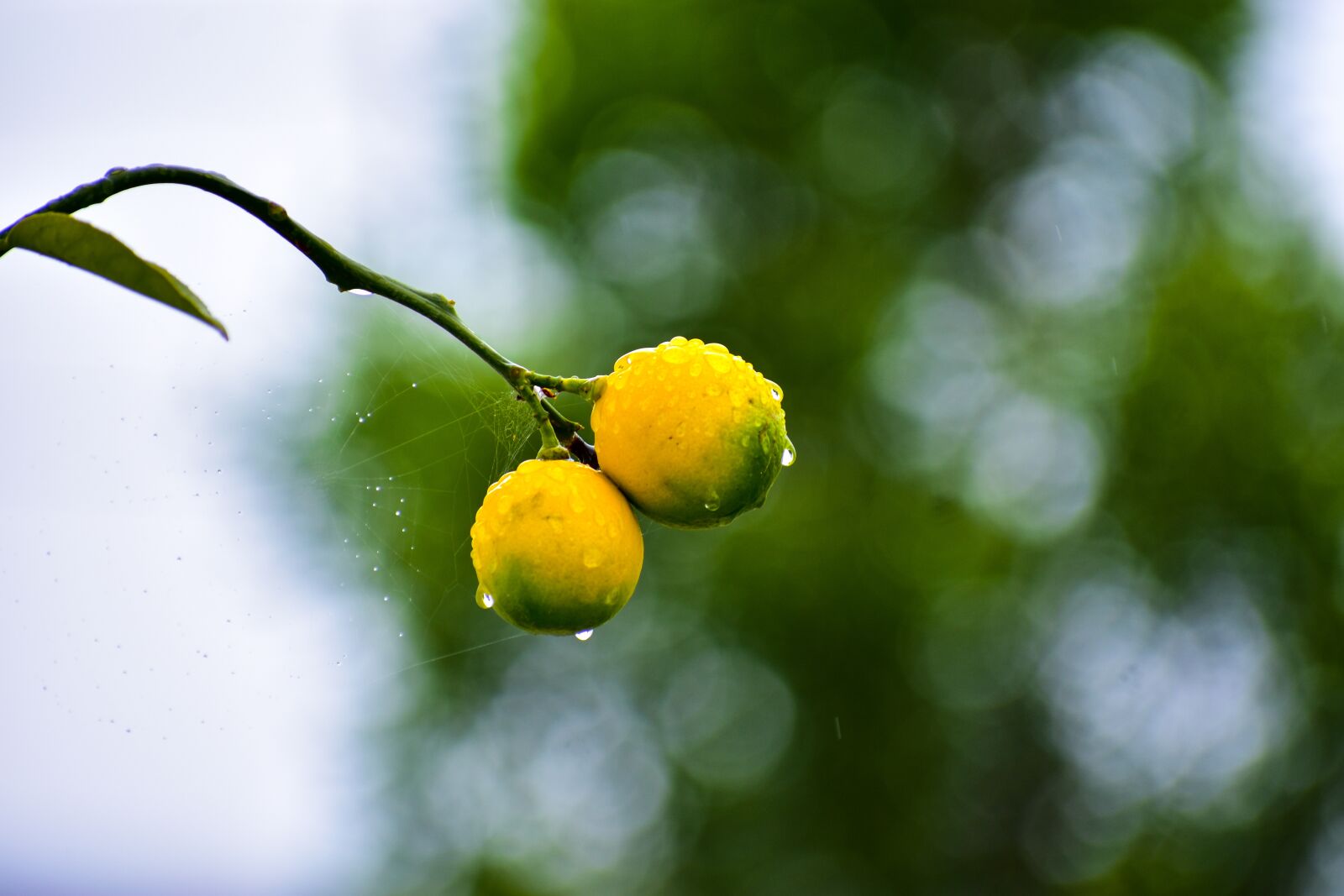 Nikon D3400 sample photo. Plant of lemon, lemon photography