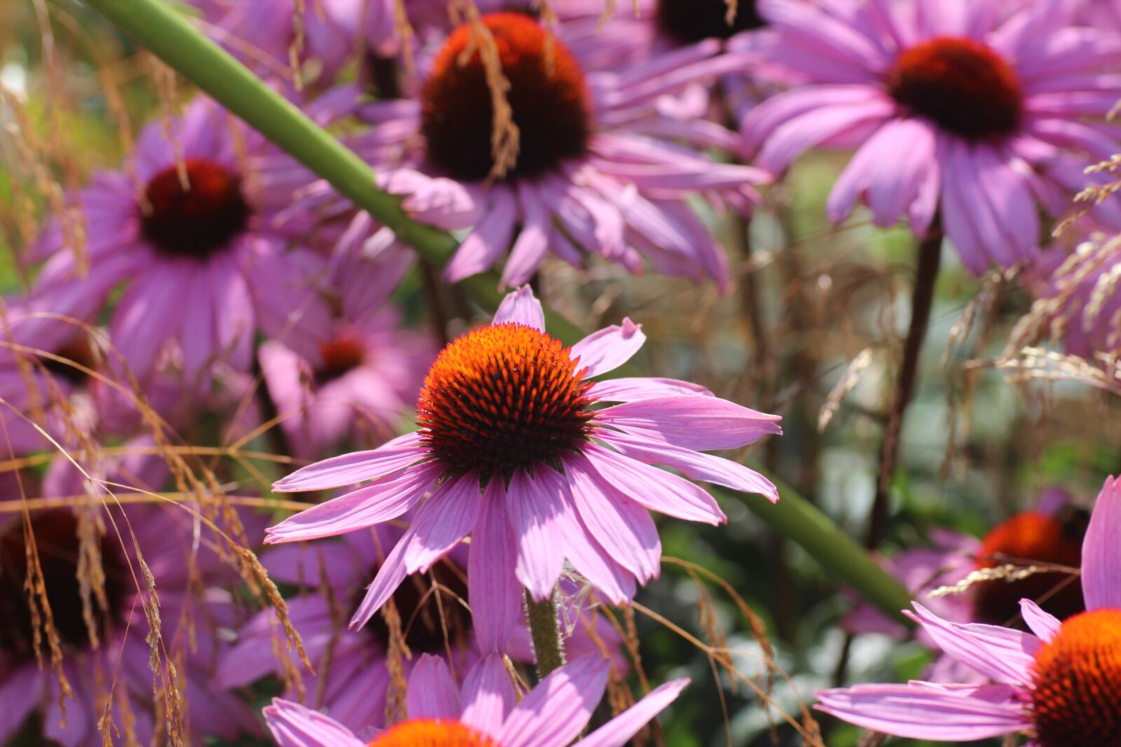 Canon EOS 600D (Rebel EOS T3i / EOS Kiss X5) sample photo. Echinacea flowers, coneflower, colorful photography