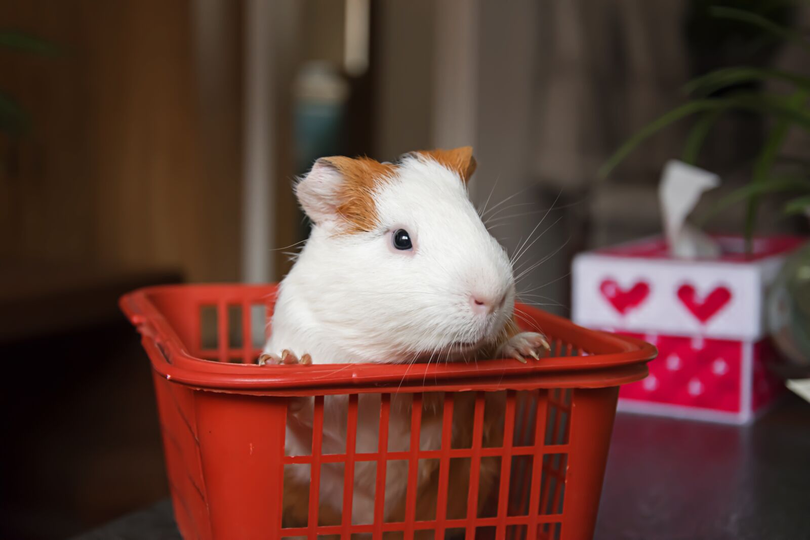 Nikon D5300 sample photo. Animal, pets, guinea pig photography