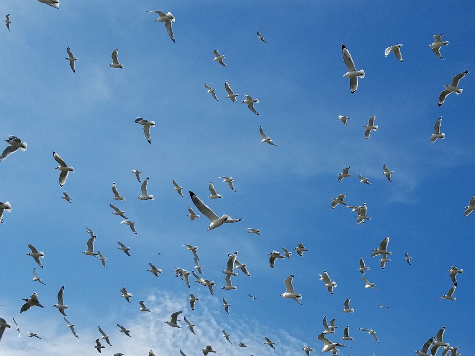 Samsung Galaxy S7 sample photo. Birds, sea, seagulls photography