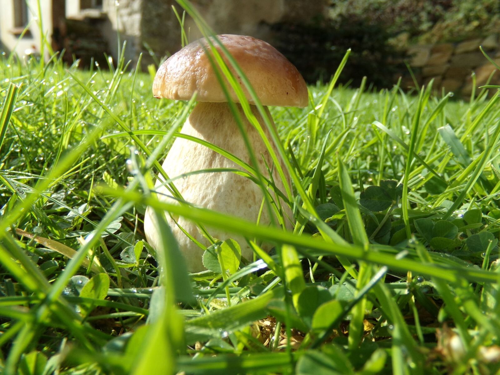 Kodak PIXPRO AZ251 sample photo. Ceps, mushrooms, nature photography