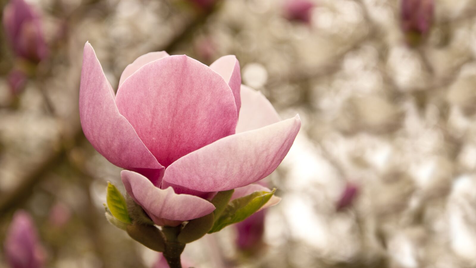 Nikon D90 sample photo. Magnolia, flower, nature photography