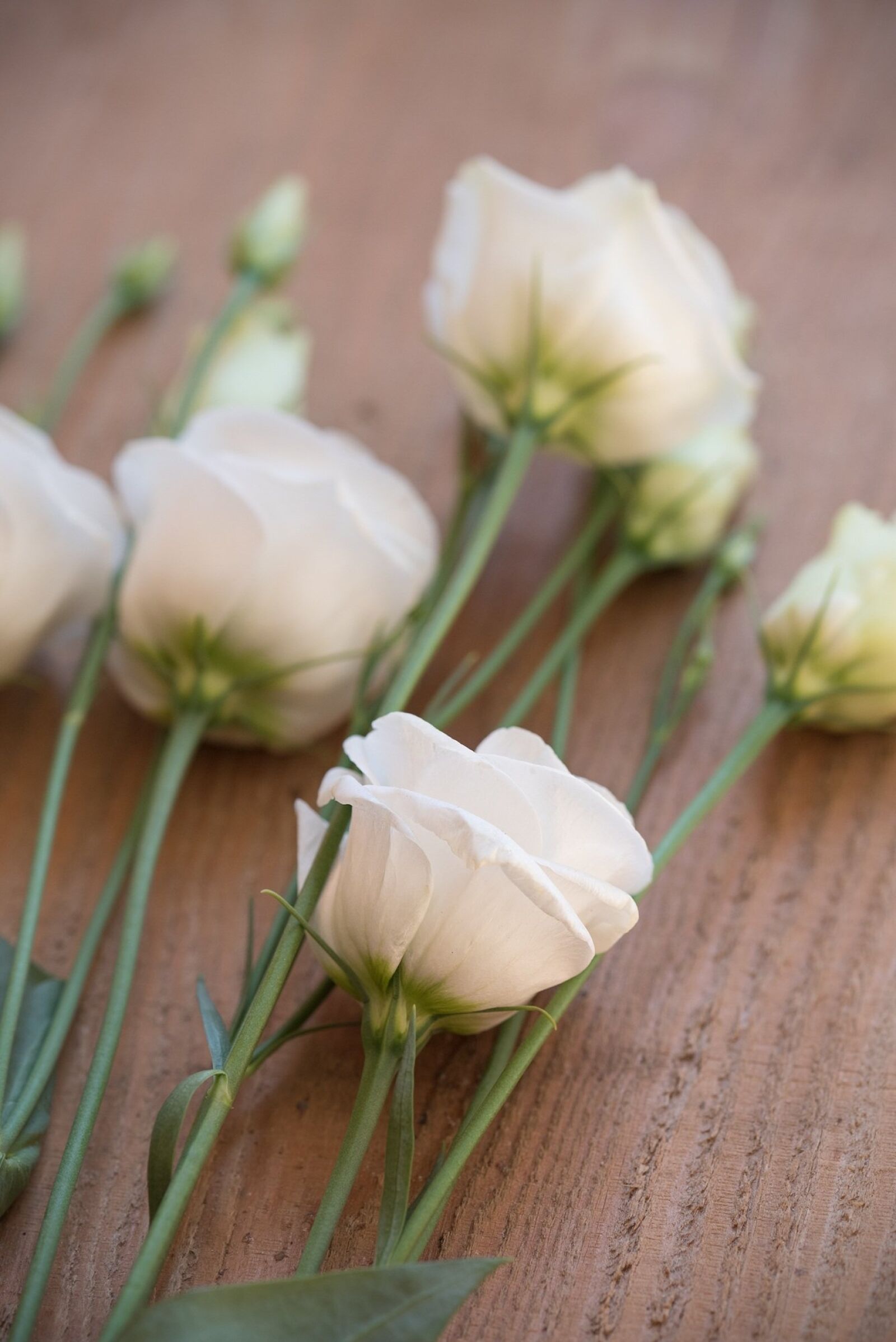 Nikon D750 sample photo. Lisianthus, flower, blossom photography