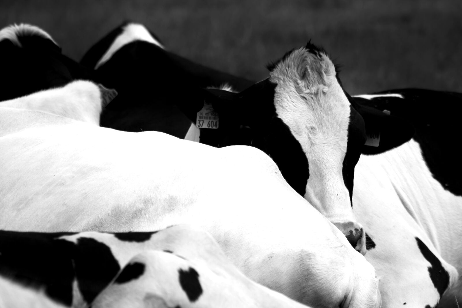 EF75-300mm f/4-5.6 sample photo. Cows, pasture, black photography